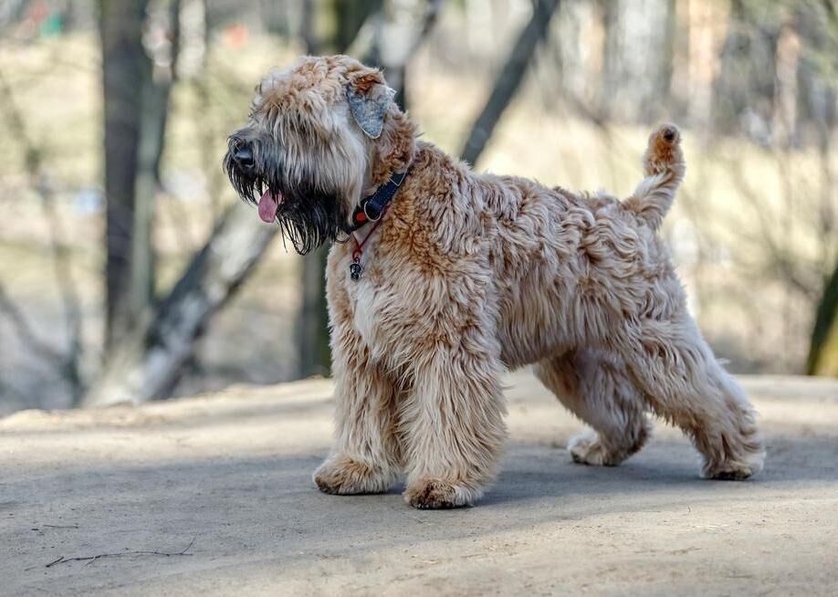 Soft-coated Wheaten terrier